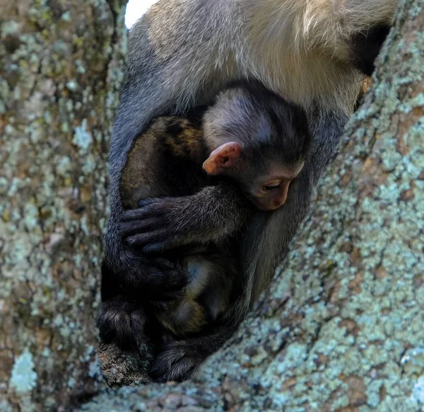Tiro vertical de un mono bebé cerca de su madre sentada en un árbol —  Fotos de Stock