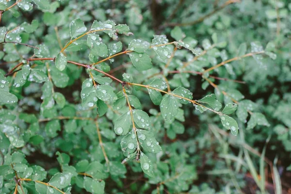 Close-up van bladeren met waterdruppels en een vervaagde natuurlijke achtergrond — Stockfoto