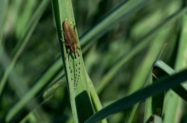 Asphodel Long Horned Beetle, Agapanthia asphodeli, resting on a leaf. — Stock Photo, Image