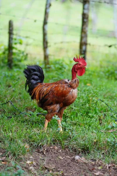 Closeup of a chicken standing in a grassy field with a blurred background in the Dominican Republic — Stock Photo, Image