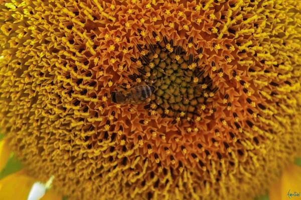 ミツバチと花のクローズアップ — ストック写真