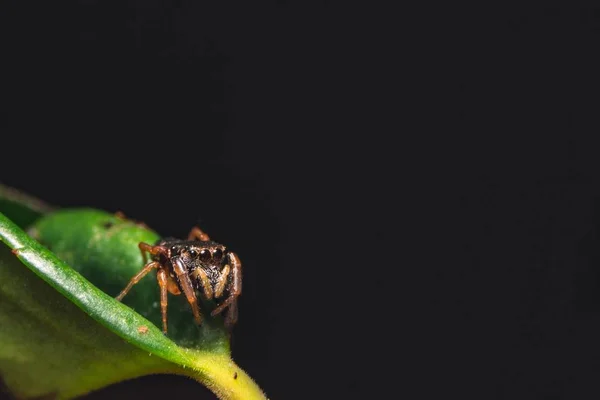 Saltando aranha em uma planta — Fotografia de Stock