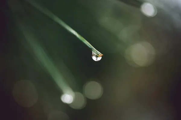 El primer plano del rocío hermoso de la mañana sobre la hoja de la planta —  Fotos de Stock