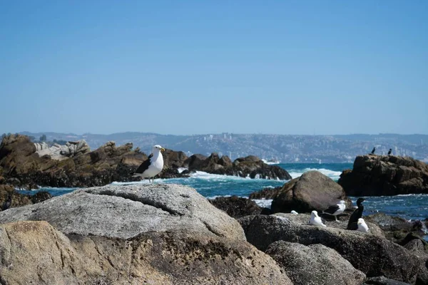 Gruppo Gabbiani Seduti Sulle Rocce Sulla Costa Del Mare — Foto Stock