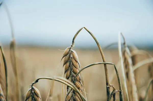 Fotografia zbliżenie pszenicy brązowej — Zdjęcie stockowe