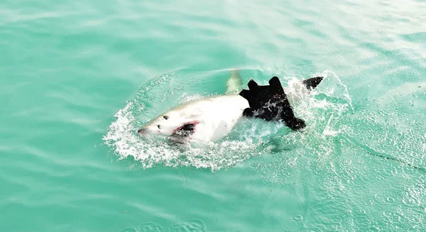 Grande tubarão branco violando a superfície do mar para pegar isca de carne e isca de foca . — Fotografia de Stock