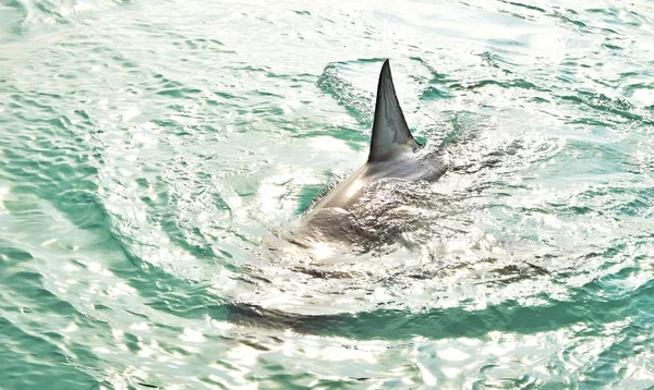 Grand requin blanc nageoire dorsale brisant la surface de la mer . — Photo