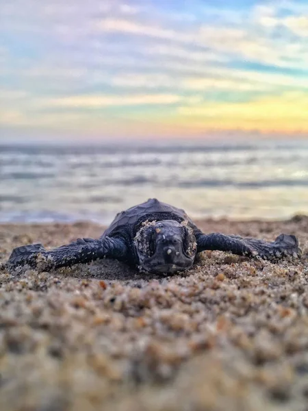 Un primer plano de una tortuga en una playa de arena — Foto de Stock