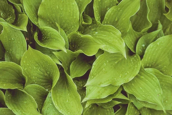 Hermoso fondo de planta de hojas naturales o fondo de pantalla - perfecto para artículos / mensajes relacionados con la naturaleza — Foto de Stock