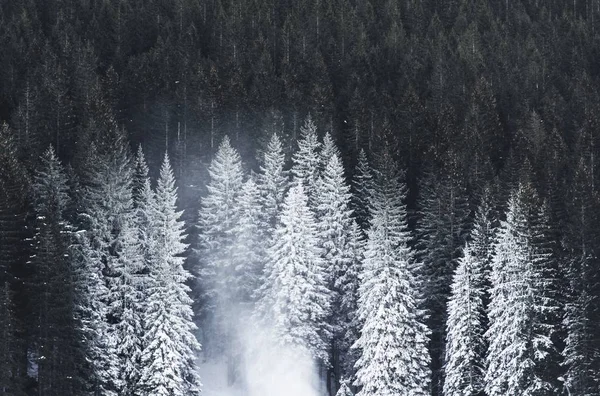 Belo tiro de uma floresta espessa durante o inverno — Fotografia de Stock