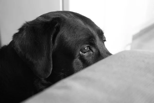 Scala di grigi ampio primo piano colpo di un cane nero dall'aspetto triste — Foto Stock
