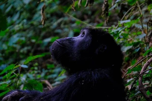 Nahaufnahme eines Affen, der in der Nähe eines Baumes mit verschwommenem natürlichen Hintergrund aufblickt — Stockfoto