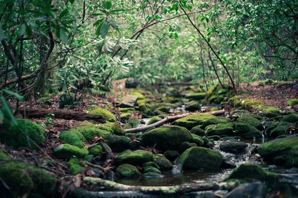 Красивый пейзаж леса с рекой и мхом на скалах — стоковое фото