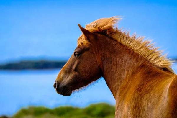 Bulanık doğal arka planile kahverengi bir atın closeup çekim — Stok fotoğraf