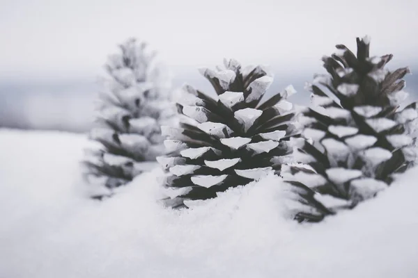 Nahaufnahme schöner weißer Tannenzapfen im Schnee mit verschwommenem Hintergrund — Stockfoto