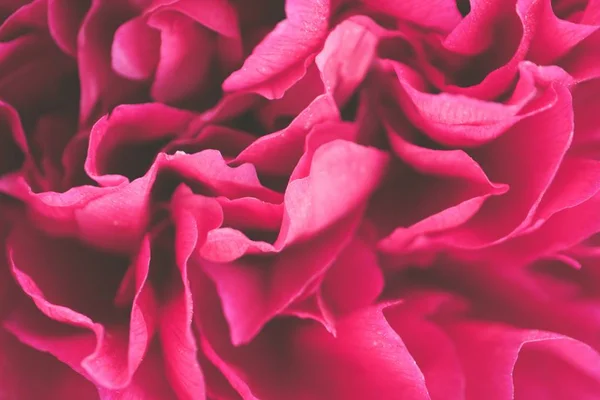 Gros plan de belles fleurs roses pétalées — Photo