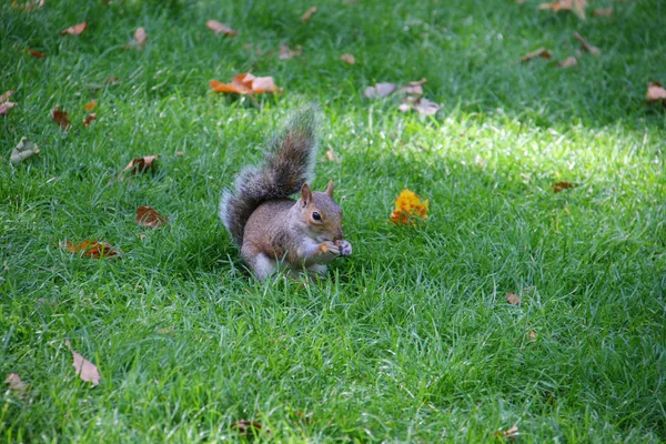 Ardilla sosteniendo comida y comiendo — Foto de Stock