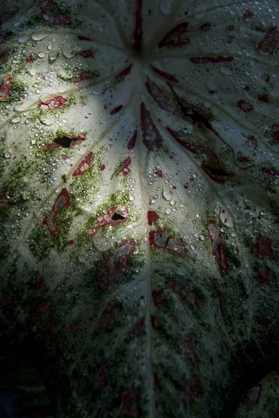 Vertical closeup shot of a leaf with water drops on it — Stock Photo, Image