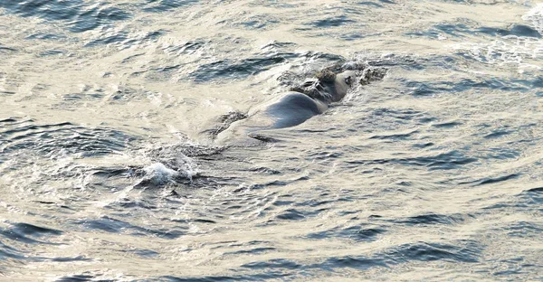 Baleine Noire Sud Eubalaena Australis Près Terre Ferme Reposant Surface — Photo