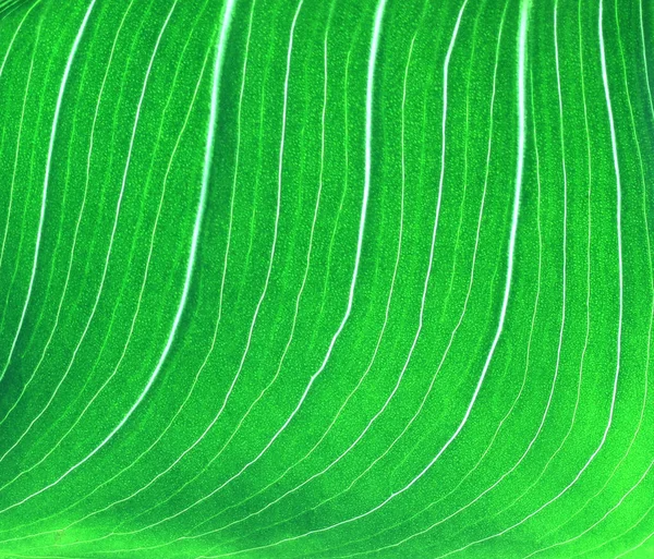 Une feuille verte — Photo