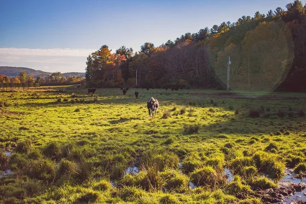 大きな緑地で草を放牧する国内牛のグループ — ストック写真