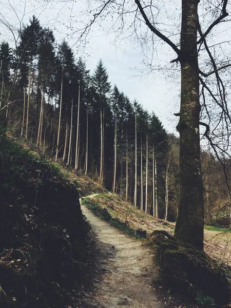 Vertikalt skott av en stig som leder upp till en skog på en kulle — Stockfoto