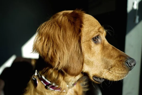 Closeup szemcsésedik-ból egy gyönyörű belföldi Arany-Vizsla fajtája kutya belső rész egy sötét szoba — Stock Fotó