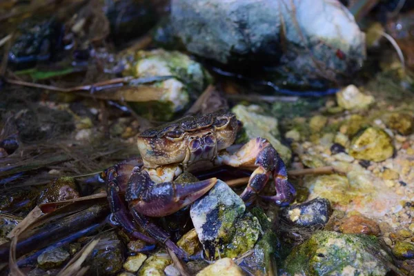 Caranguejo de água doce maltês ameaçado de extinção, Potamon fluviatile, em fluxo de água . — Fotografia de Stock