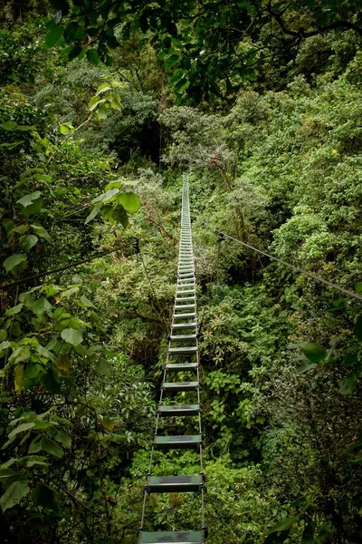 Dangerous bridge in a wild forest above the greenery — Stock Photo, Image