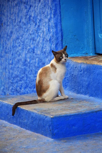 Il gatto nella città blu — Foto Stock