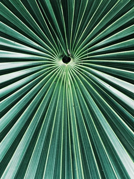 이국적인 열대 나무 잎의 클로즈업 샷 — 스톡 사진