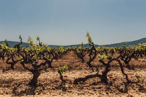 Tiro de numerosos árboles verdes en un viñedo — Foto de Stock