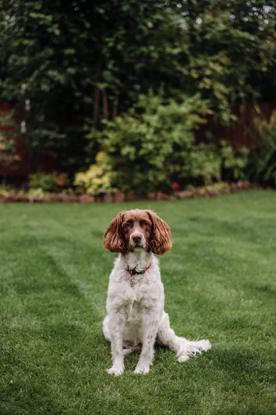 Tiro vertical de um cão branco e marrom com trela vermelha na grama verde — Fotografia de Stock