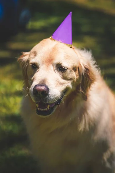 Närbild av en söt Golden Retriever sitter med en hatt och en suddig bakgrund på Golden Gate Park — Stockfoto