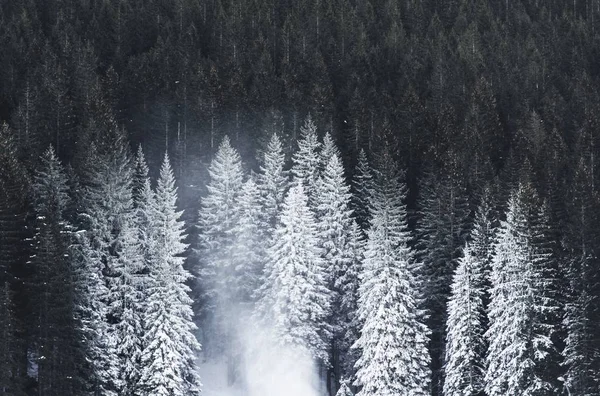 Vackert skott av en tjock skog under vintern — Stockfoto