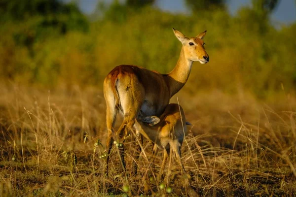 Closeup shot of a baby deer near its mother with blurred natural background — Stock Photo, Image