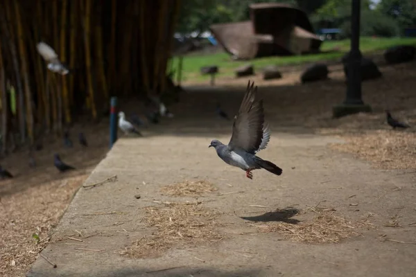 Pomba voando baixo em um parque — Fotografia de Stock