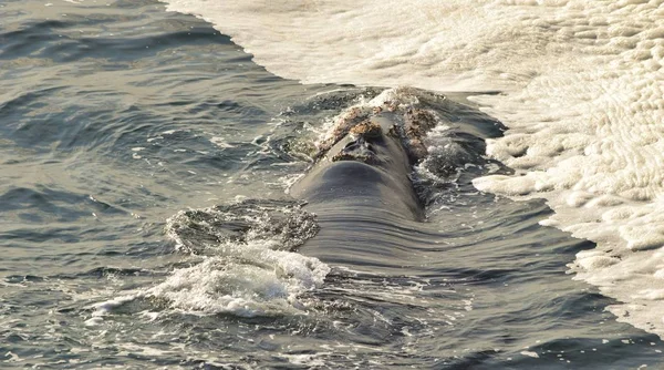 南方露脊鲸 Southern Right Whale Eubalaena Australis 靠近陆地 在海面休息 背部和气孔暴露 Hermanus — 图库照片