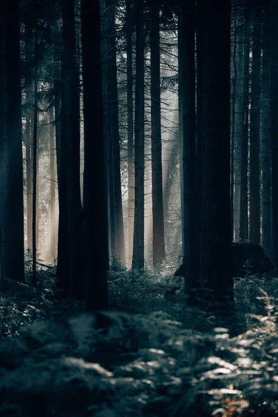 Plan vertical d'une forêt sombre et mystérieuse avec de grands arbres épais — Photo