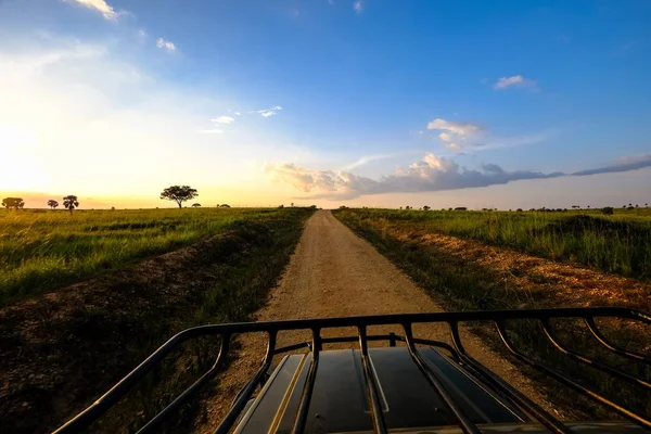 Camino de tierra en medio de un campo de hierba con árboles y un cielo azul en el fondo — Foto de Stock