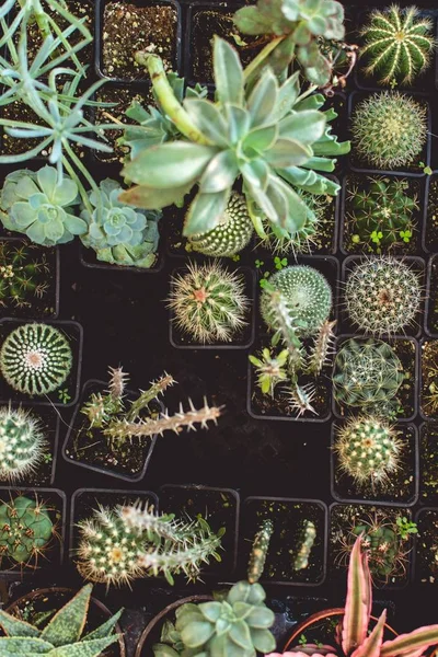 Különböző típusú kaktuszok vagy kaktusz növények a felső Vértes shot üvegházhatást okozó — Stock Fotó