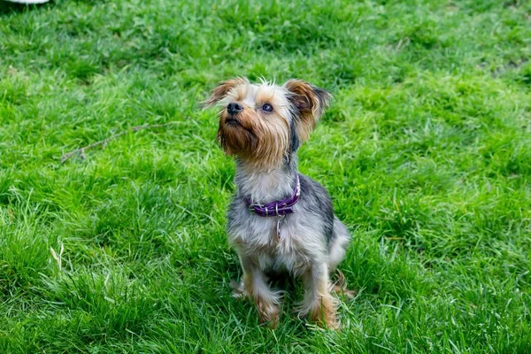Retrato de lindo perro terrier sedoso en un campo de hierba verde — Foto de Stock