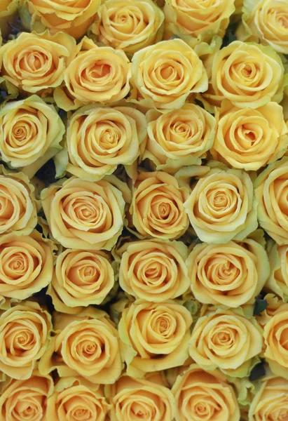 Rosas amarelas — Fotografia de Stock