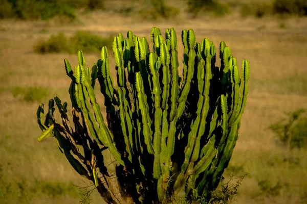 Nahaufnahme eines Kaktus mit verschwommenem Hintergrund an einem sonnigen Tag — Stockfoto