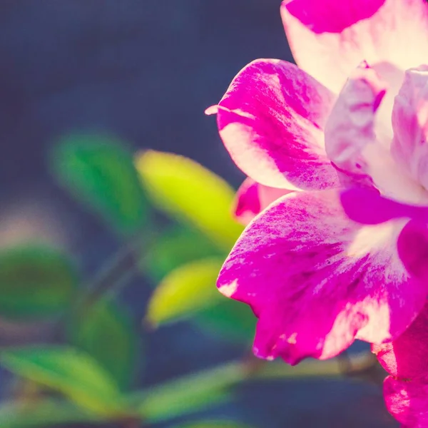 Primer plano de una hermosa flor silvestre floreciendo en un campo con un poco de rocío de la mañana en él — Foto de Stock