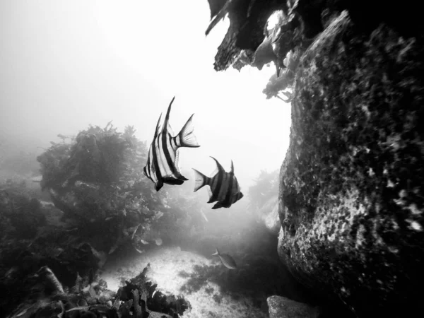 Grayscale tiro subaquático de peixes — Fotografia de Stock