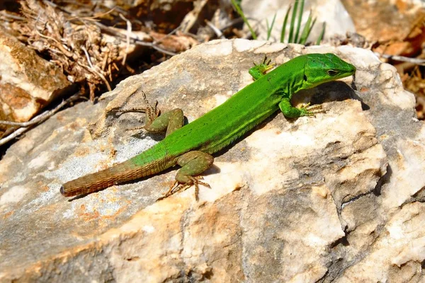 Close shot of a green lizard on a rock on a sunny day
