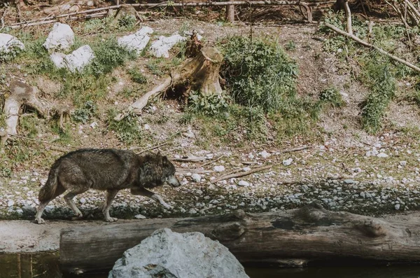 Bred bild av en grå varg som vandrar längs en flod — Stockfoto
