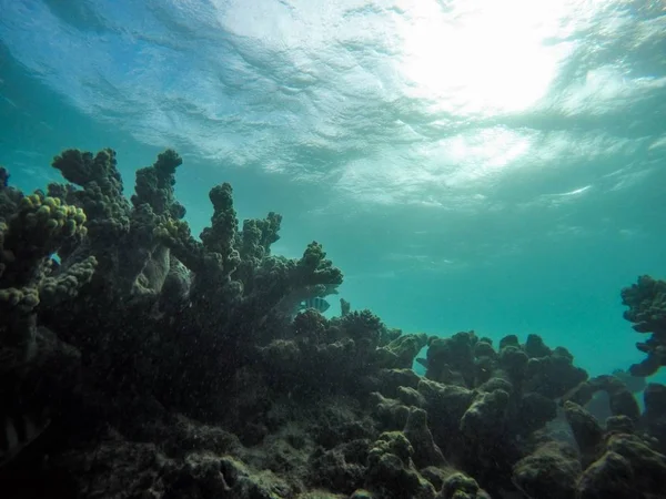 Beautiful shot of underwater plants