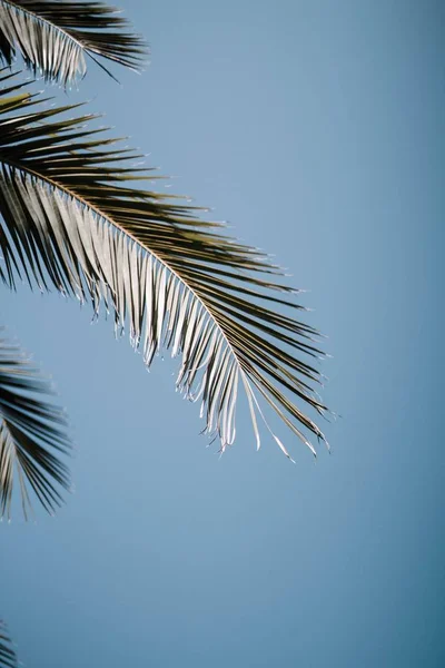 Красивий вертикальний знімок гілки пальми з листям на чисто блакитному тлі — стокове фото